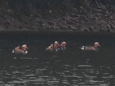 オシドリ　さぬき市