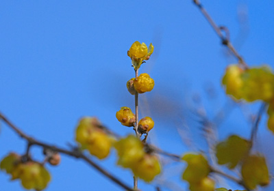 ロウバイ　みろく公園