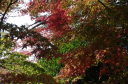 寒霞渓 極彩色の紅葉初期