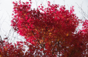 寒霞渓 真っ赤な紅葉