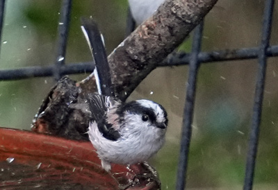 エナガの水浴び 高松市