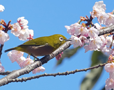メジロと桜 三木町