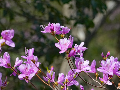 ミツバツツジ　三木町