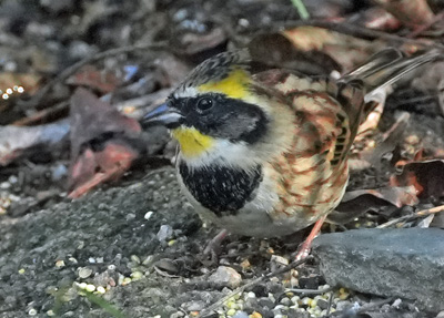 ミヤマホオジロ　高松市