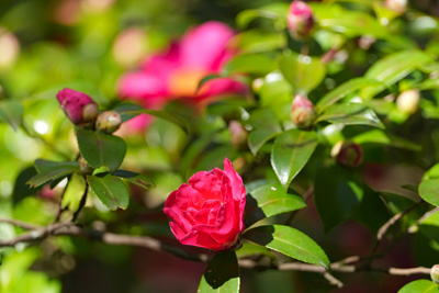 ツバキ　みろく公園